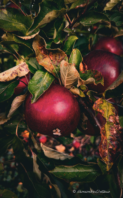 a bunch of red apples on a tree