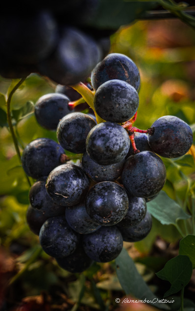 a bunch of ripe grapes hanging on the vine