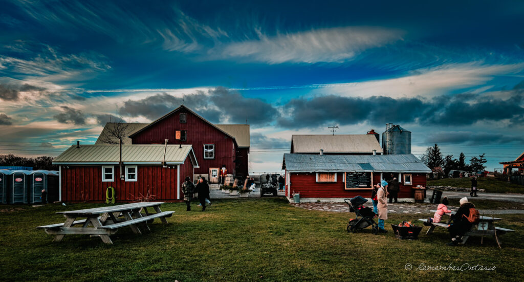 People chatted and laughed on a green lawn in front of a red barn and several matching red sheds under blue sky at MacKinnon Brothers Brewing Co.